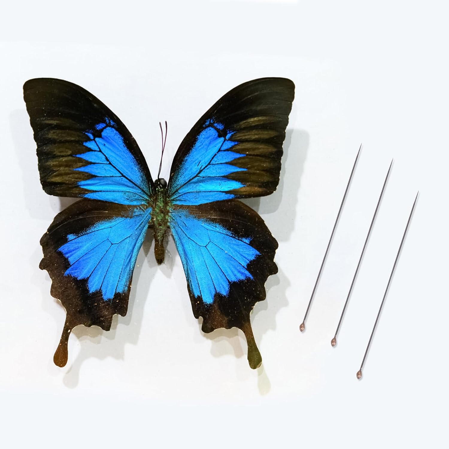 YARNOW Black Stainless Steel Insect Pin Set for Specimen Fixing and Mounting with Anti-Glare Black Head, Entomology Tools for Butterfly Display and Insect Gathering