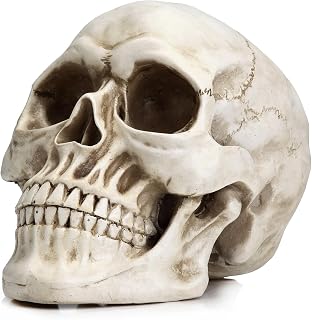 Life Size Human Skull Model 1:1 Replica Realistic Human Adult Skull Head Bone Model Gothic Halloween Decoration & Home Decor