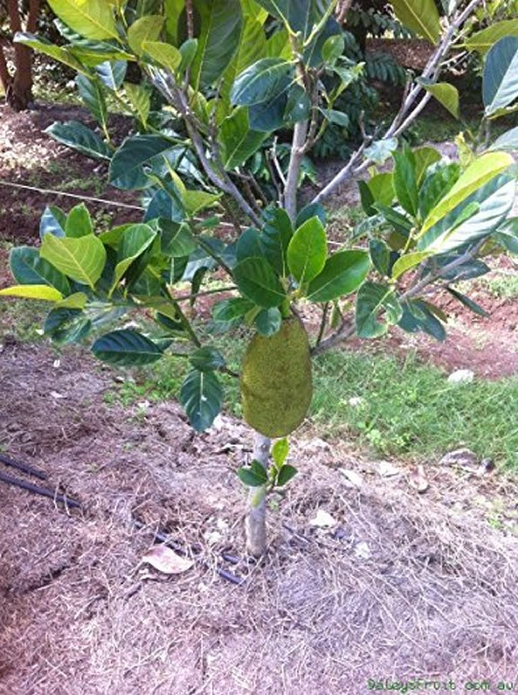 See full amazon price history chart for OhhSome Real Plant Dwarf "Vietnam Super Early" Variety Jackfruit Outdoor - 1 Healthy (1 Year Fruiting) Tasty Grafted Live (Healthy Plant) OhhSome Real Plant Dwarf "Vietnam Super Early" Variety Jackfruit Outdoor - 1 Healthy (1 Year Fruiting) Tasty Grafted Live (Healthy Plant) (B09L8KZVRF) Amazon Price History, Amazon Price Tracker