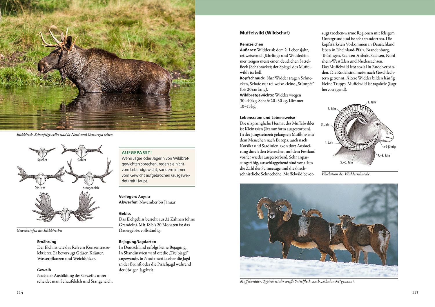 Grundwissen Jägerprüfung: Die ideale Vorbereitung auf die Jägerprüfung; Das Nachschlagewerk: Wildarten und Wildbiologie, Wildbewirtschaftung, Jagdhunde, Waffenkunde, Waldbau, Landbau und Naturschutz