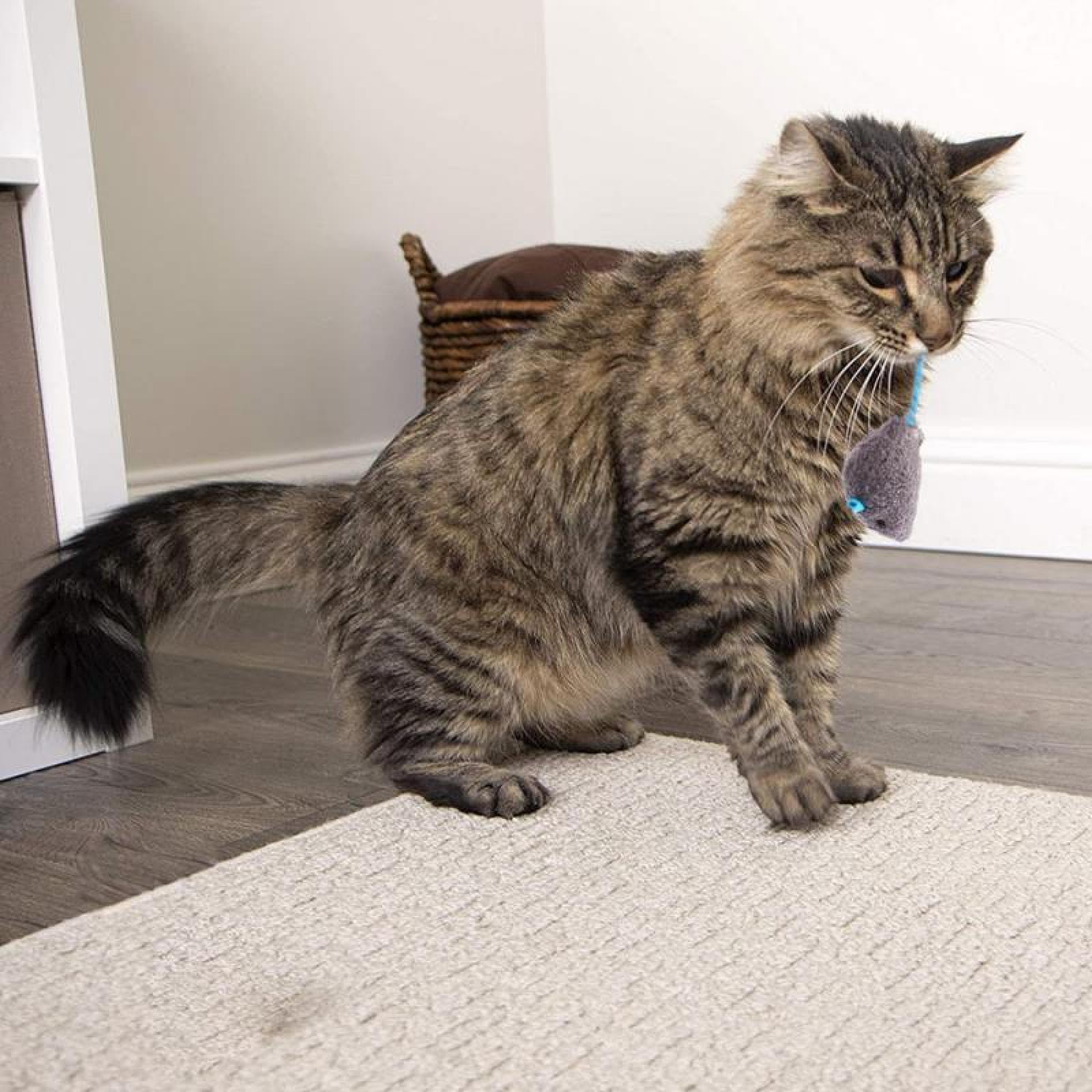 Katzenangel, Katzenspielzeug Katzenminze Mäuse Lustige Plüschmaus for Kätzchen Bunte süße Plüsch Interaktive falsche Maus 6 Stück 04