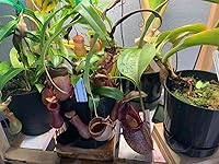 Review Image by Baer Baer