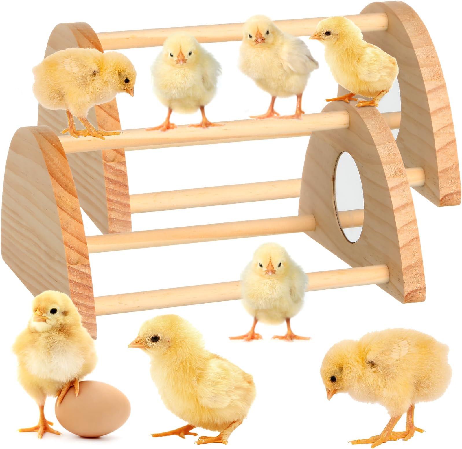 2 in 1 Chick Perch and Chicken Roost Ramp Trainer, Strong