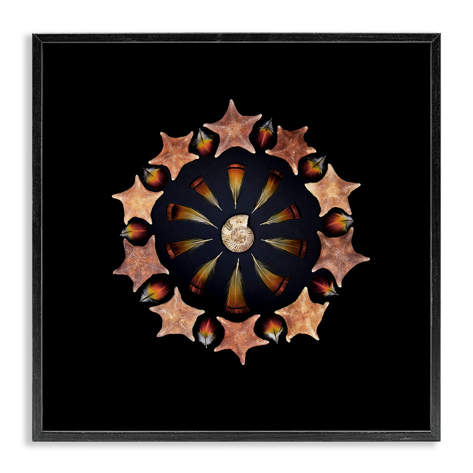 Stupell Industries 'Nautical Nature Arrangement', Framed Giclee Art, Black, 17 x 17 Inches, Easy to Hang and Sturdy, Made in USA, by Beth Adoette