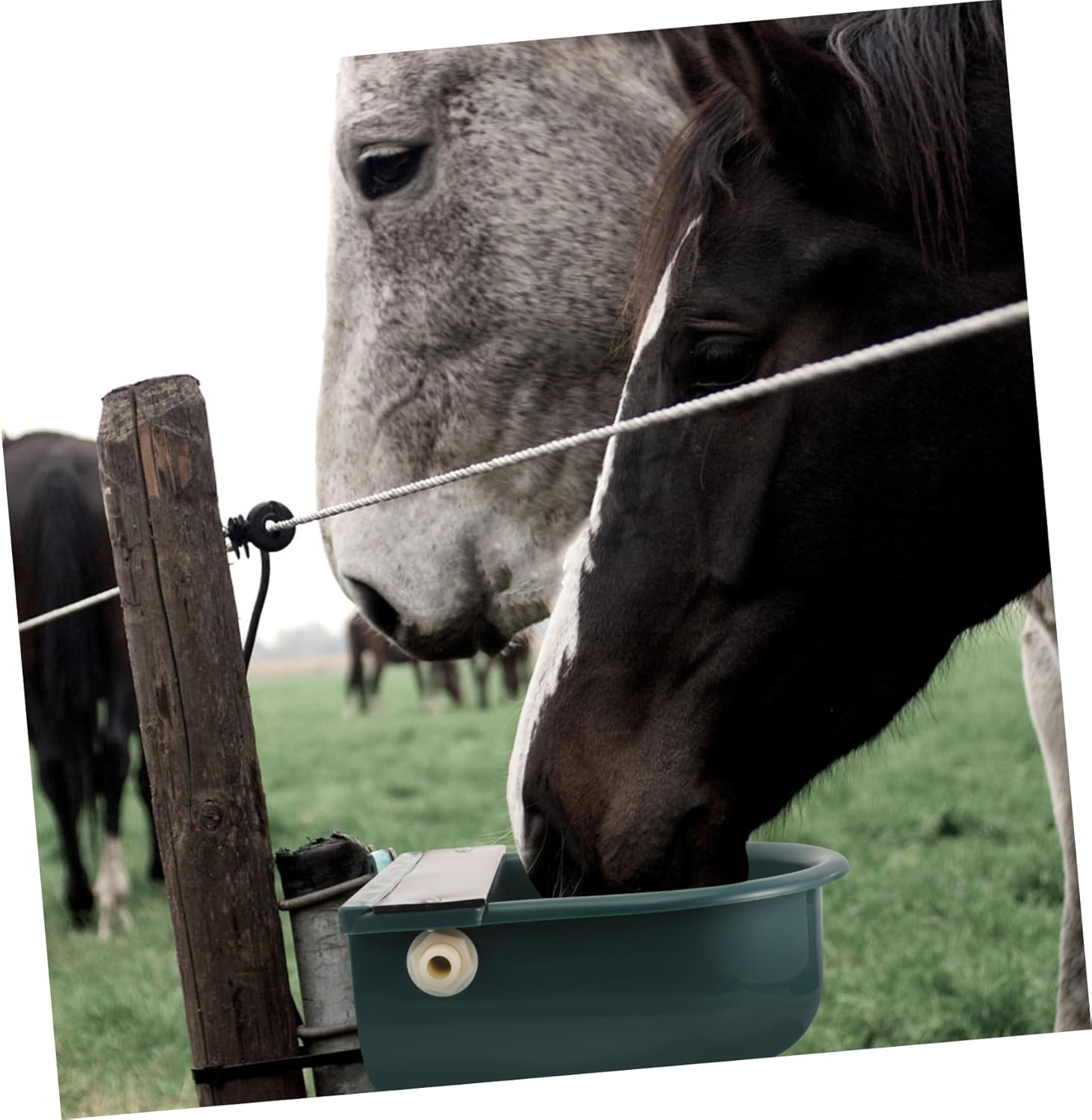 Sosoport Water Deicer Livestock Feeder Automatic Cow Waterer Livestock Water Dispenser Plastic Material for Farm Use