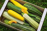 Vista 5 de Seeds Zucchini Courgette Squash Summer Mix 35 Days Fast Heirloom Vegetable Non GMO
