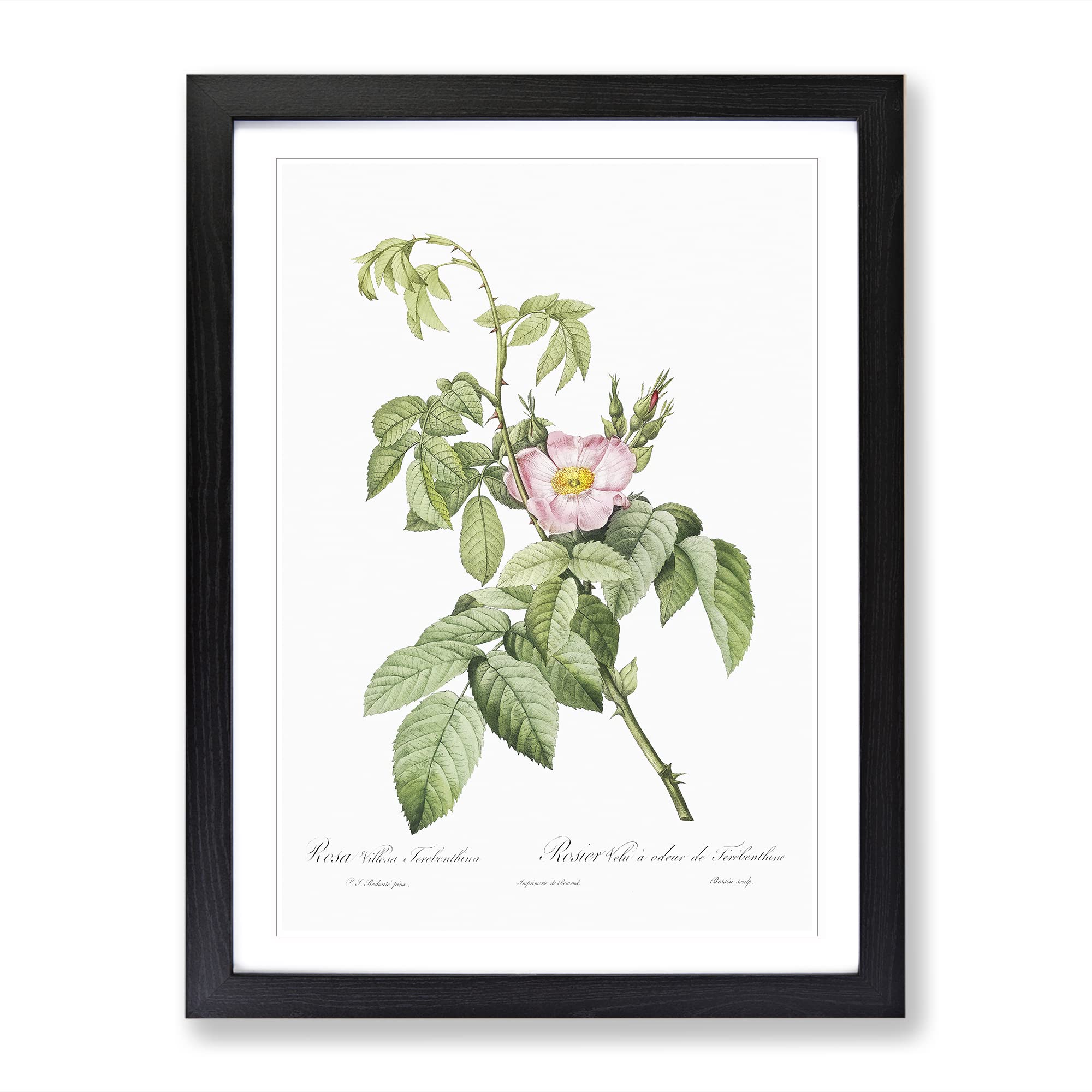 Apple Rose In Pink By Pierre Joseph Redoute Vintage Framed Wall Art Print