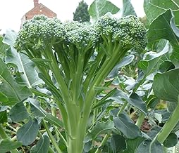 Tender Stem Broccoli Plug Plants Grow Your Own Vegetables 'Ready to Plant Now' Young Vegetable Plants (3)
