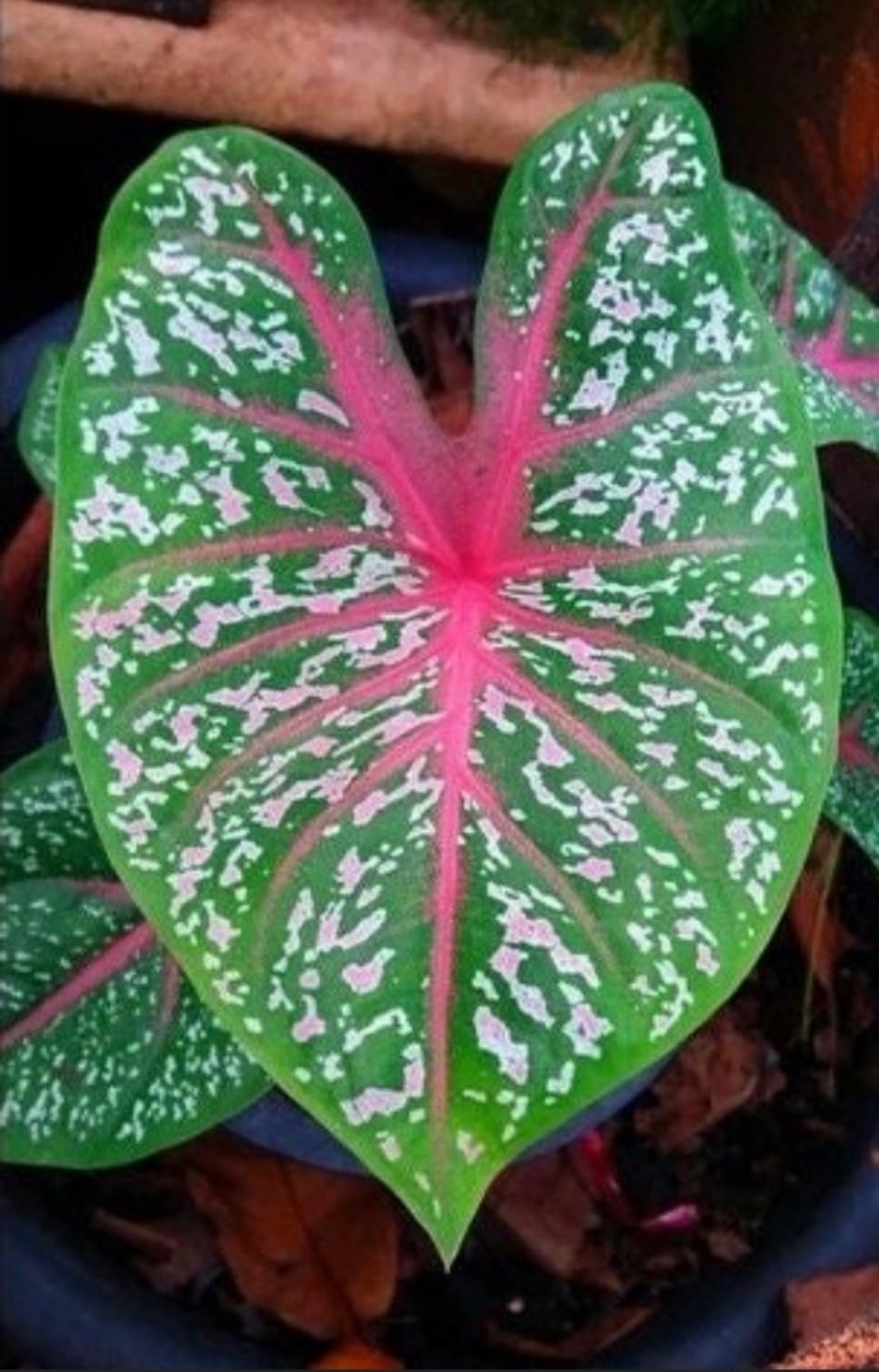 Red Flash Caladium 6 BULBS - CAROLYN WHORTON, fancy leaves, Bicolor Mixed, Classic beauty, Indoor Plant, Air Purifier, Easy Growing House Plant-image-17