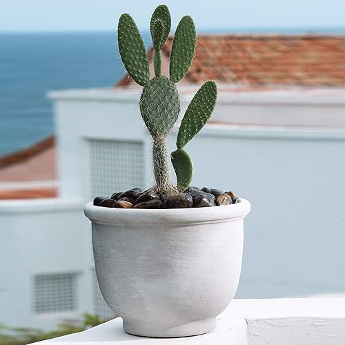 Miniatura 3 de Crescent Garden Maceta de agave, encantadora maceta del viejo mundo, 14 pulgadas (óxido)