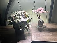 Review Image by J-P J-P