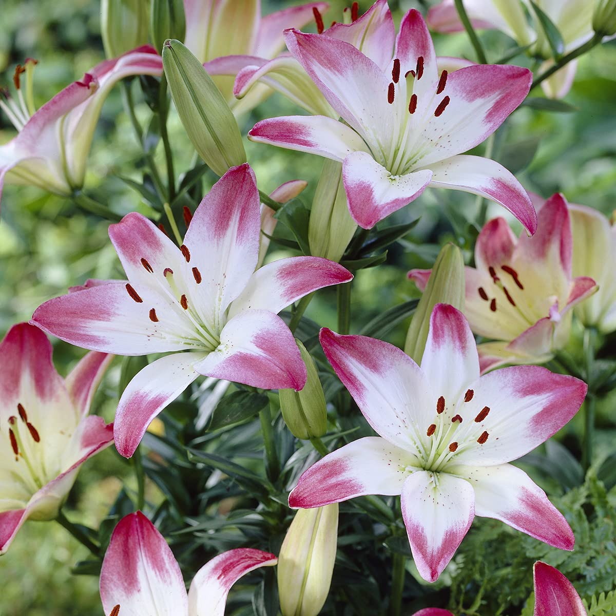 Amazon.com : Van Zyverden Asiatic Lollypop Lilies Bulbs (Set of 7
