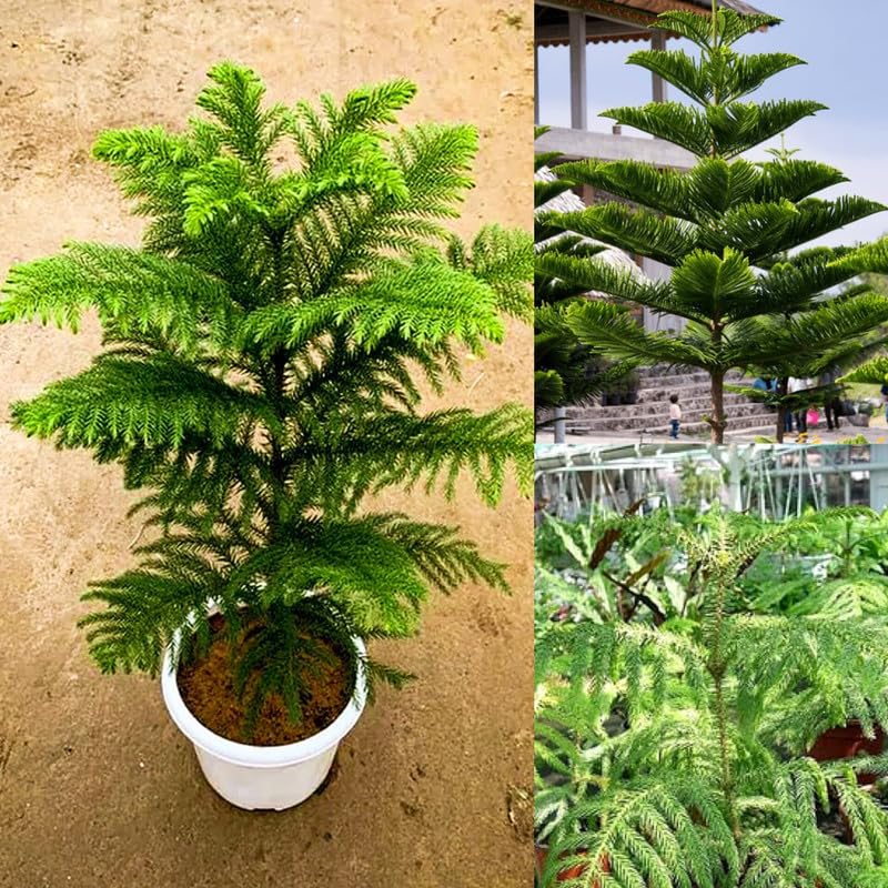 Cristmas Tree Plant Christmas Tree Real Live Plant,Green Natural Indoor & outdoor Plant House Plants Pack of 1 Live plant-image-49