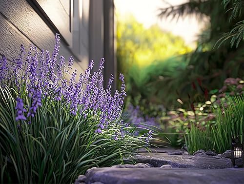 Miniatura 9 de Big Blue Liriope Muscari - 5 macetas vivas de 4 pulgadas - tolerantes a la sequía plantas de hoja perenne de bajo mantenimiento Hierba Lilyturf