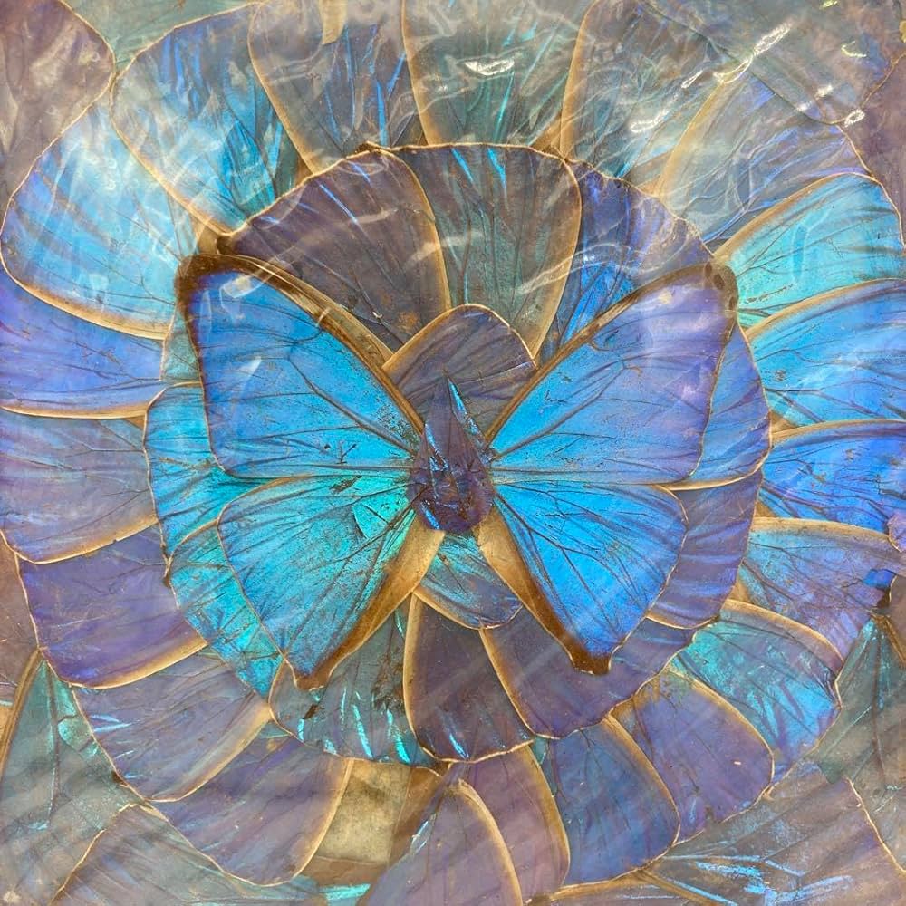 モルフォ蝶（標本　アート） Amazon.co.jp: レア モルフォ蝶 標本 アート 美術 芸術 昆虫