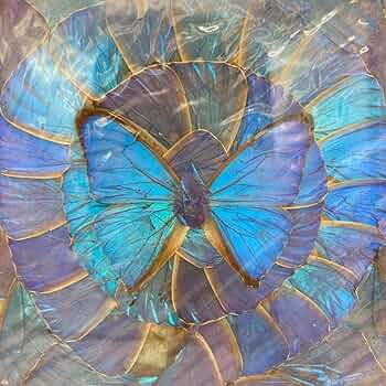 【レア】　モルフォ蝶　アート　標本　芸術　コレクション　海外　美術　絵　昆虫　⑥ Amazon.co.jp: レア モルフォ蝶 アート 標本 芸術 コレクション 海外