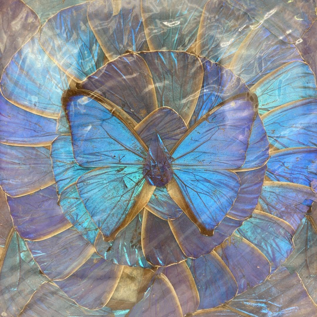 モルフォ蝶 羽絵アート 未使用【美品】モルフォ蝶 アート 羽絵アート 額 絵画 - メルカリ