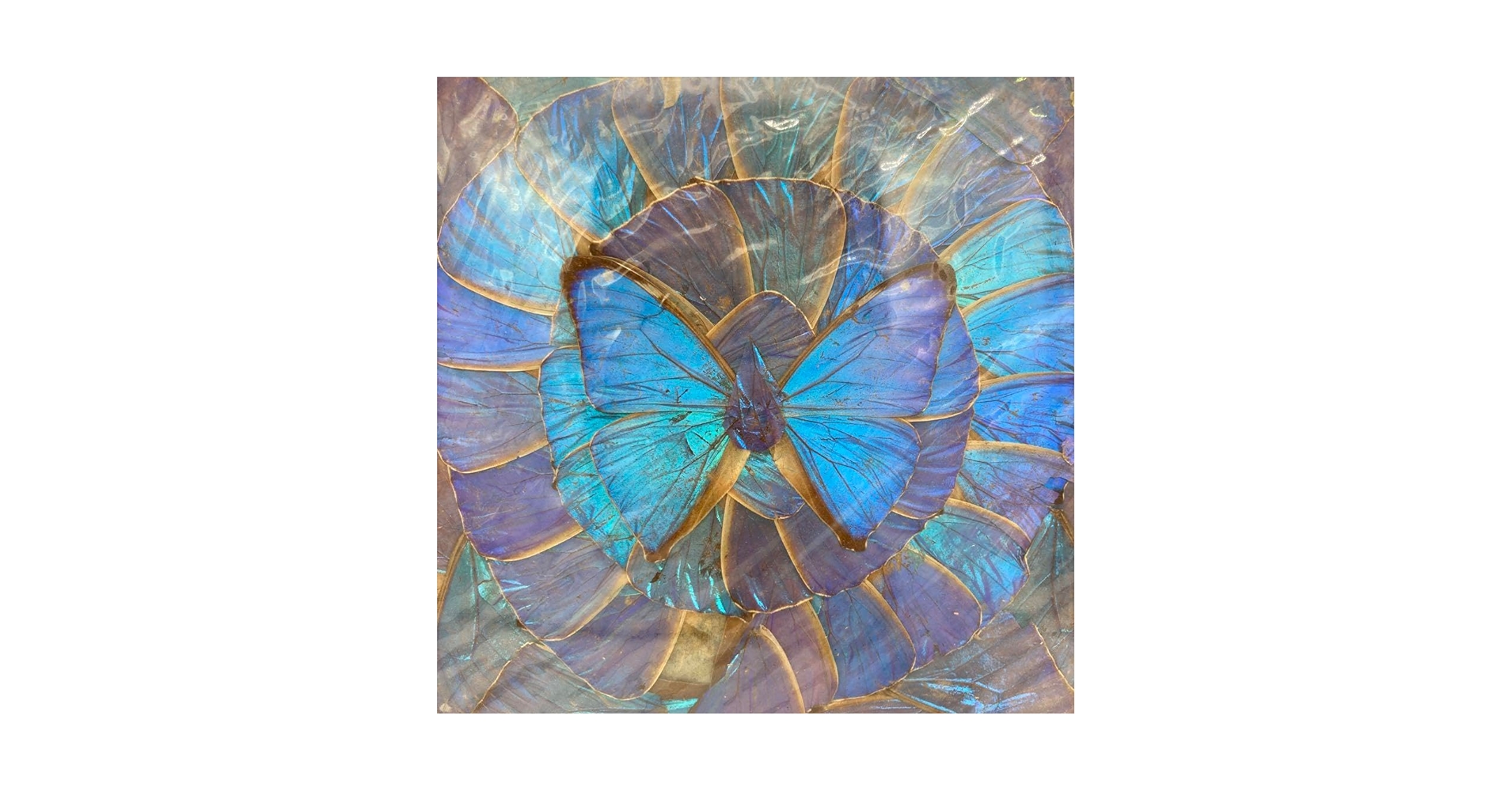 Amazon.co.jp: レア モルフォ蝶 標本 アート 美術 芸術 昆虫 チョウ