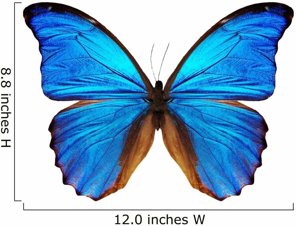 Blue Morpho Butterfly Wall Decal Wallmonkeys Peel and Stick Animal Graphics (12 in W x 8 in H) WM2773