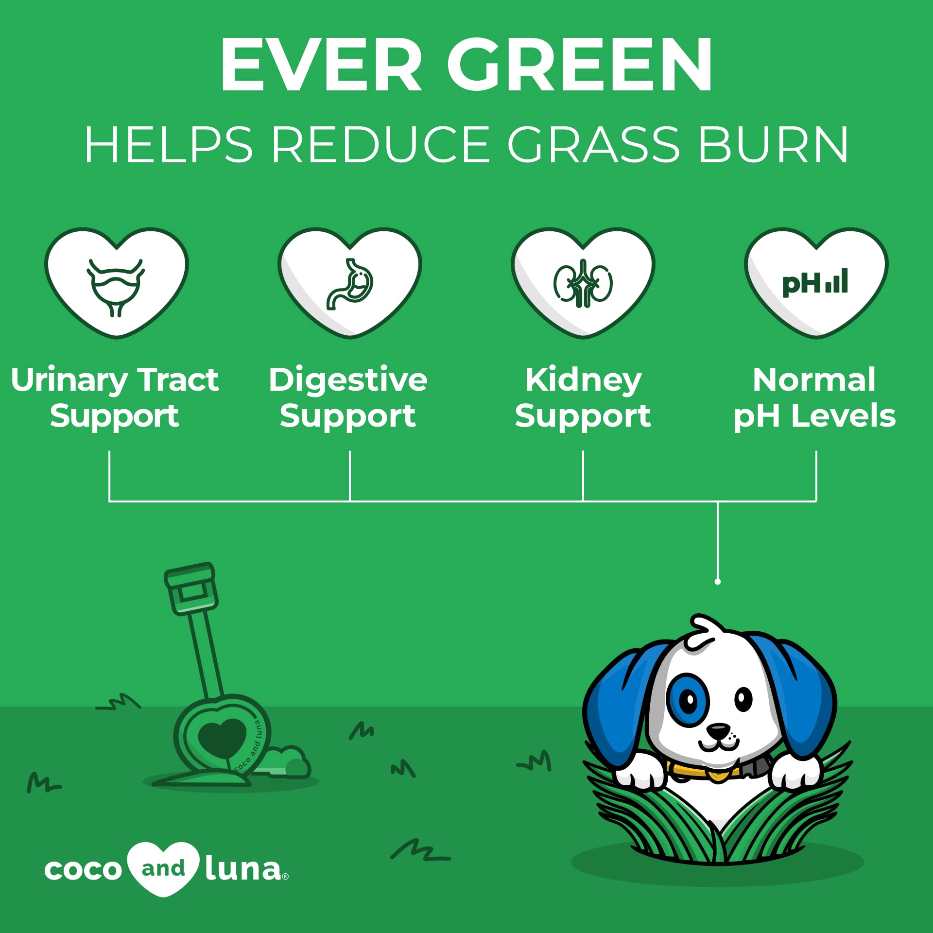 What Causes Acidic Urine Dogs