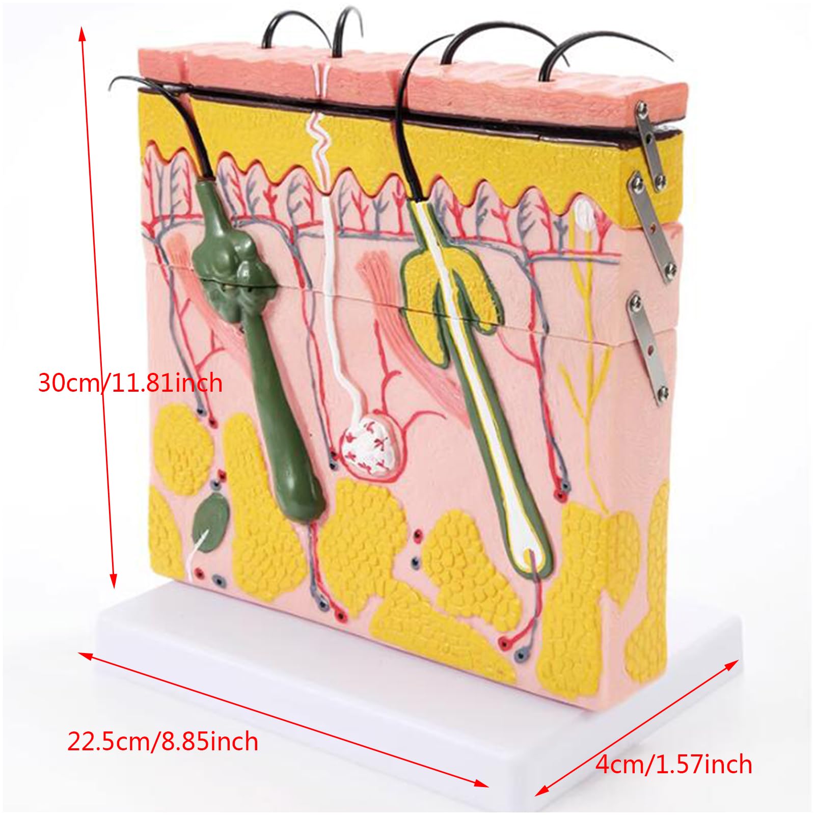 Modello di Anatomia della Pelle allargata 70X - Modello anatomico della Pelle con Capelli - per la biologia Forniture di Laboratorio di Aiuto di chirurgia estetica,B