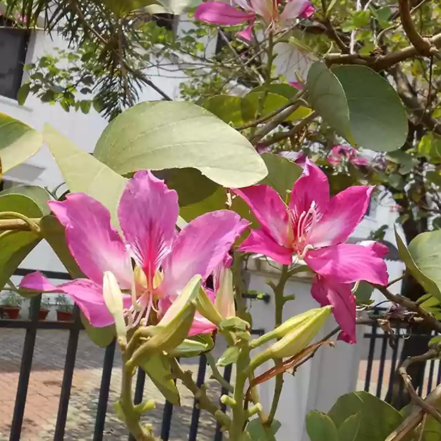 Hug A Plant | Mandaram Violet (Bauhinia variegata) Flowering/Ornamental Live Plant (Home & Garden) (B0CR8ZF8MX) Amazon Price History, Amazon Price Tracker