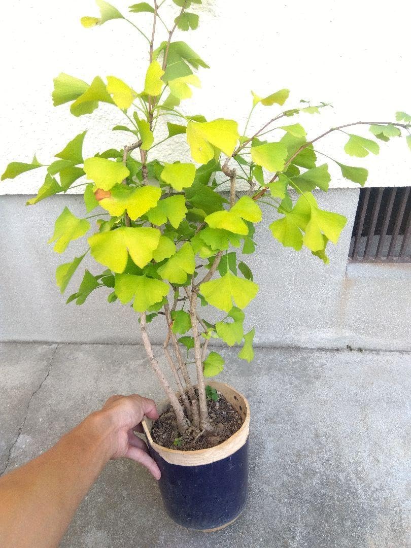 ADA LEDライト アクアスカイG 301 30cm水槽用 ADA アクアスカイ3012