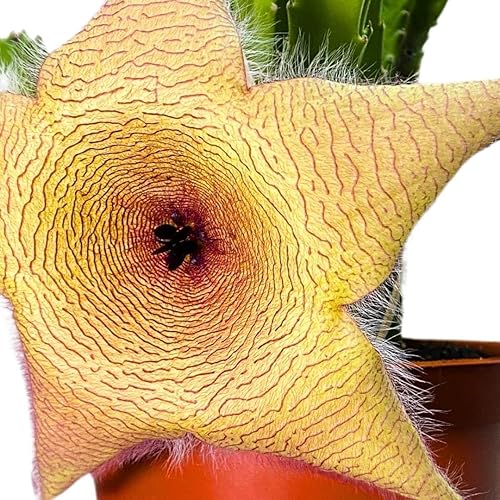Miniatura 5 de BubbleBlooms Stapelia gigantea, flor gigante de estrella de mar, huernia rara, en maceta de 6 pulgadas