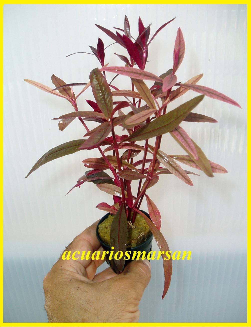 Desconocido Planta DE Acuario ALTERNANTHERA SESSILIS