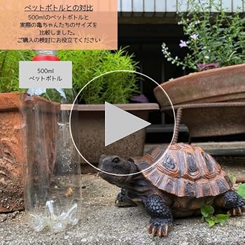 Amazon.co.jp: [S.T.S.G] 亀 カメ タートル 置物 庭