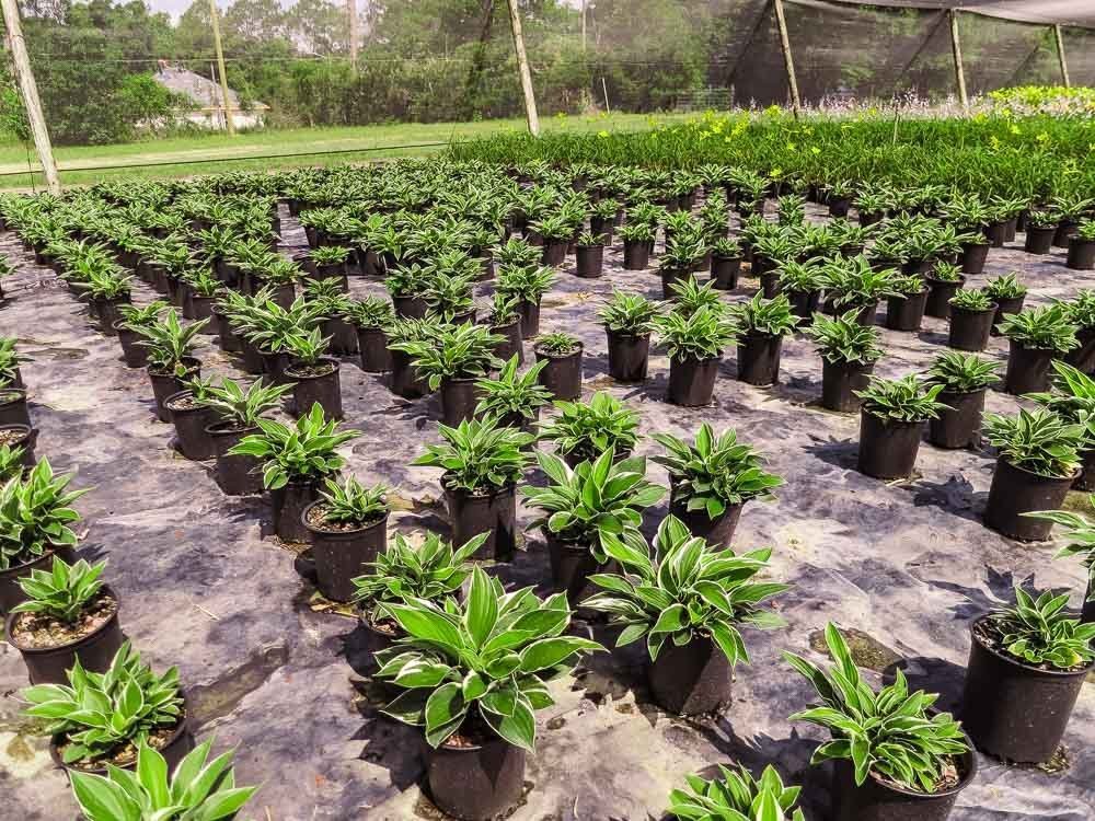 pea plant fertilizer Concentrated Slow Release Sweet Pea Feed Granules