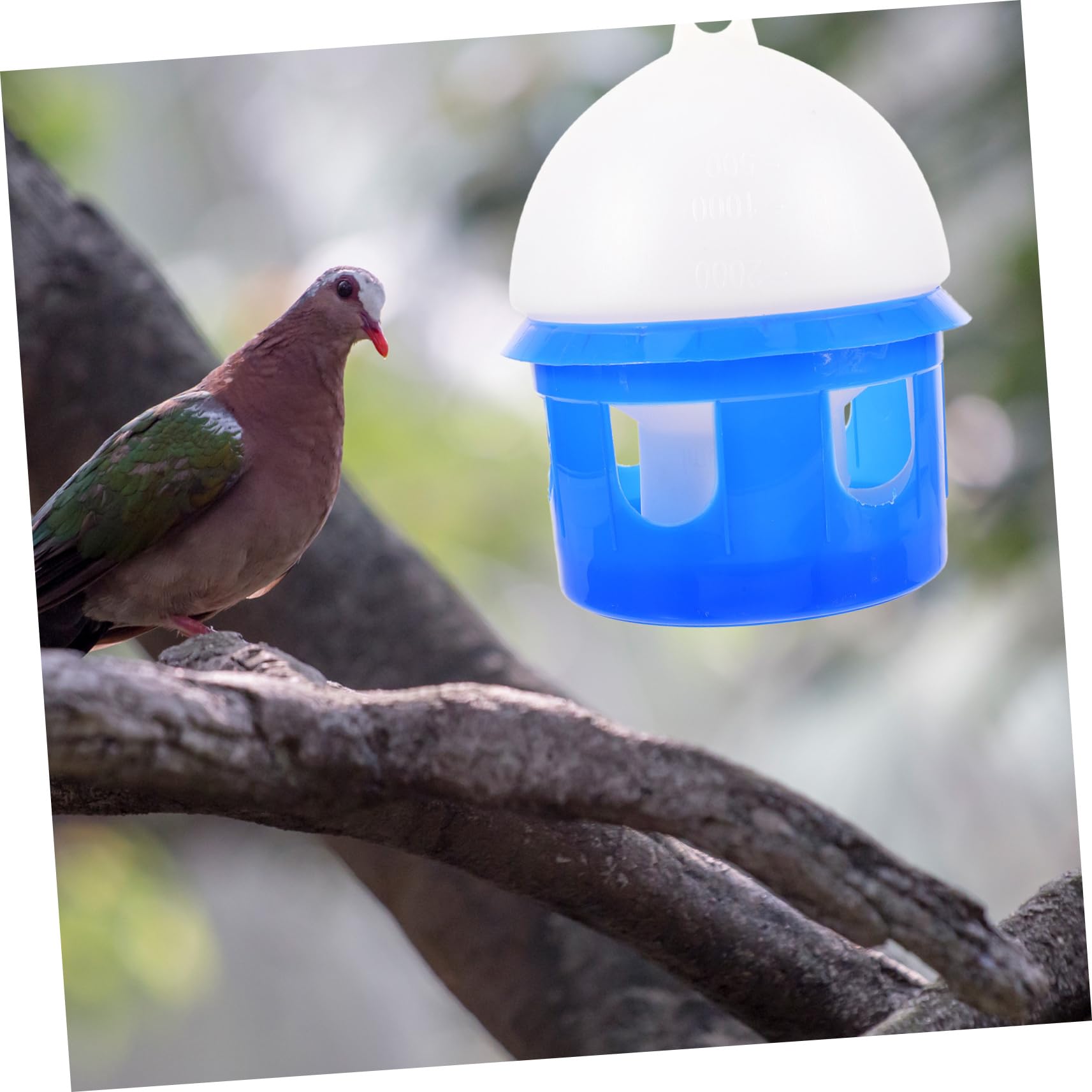 Abreuvoir Automatique pour Pigeons et Colombes 4l en Plastique Bleu | Amovible, Facile à Nettoyer, Design Robuste, Forme Ronde, Usage pour Oiseaux Domestiques