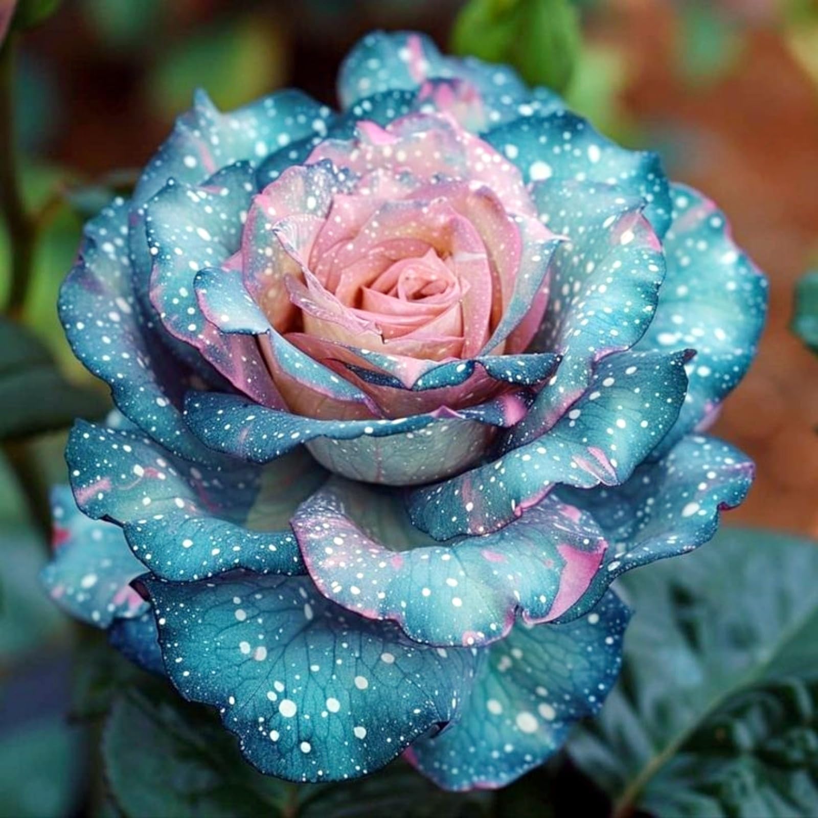 Beautiful Rose Rhizome, Hardy Perennial, Garden Decoration, No Watering Required, Professional Planting, Suitable for Spring and Autumn-1 Rhizome-E