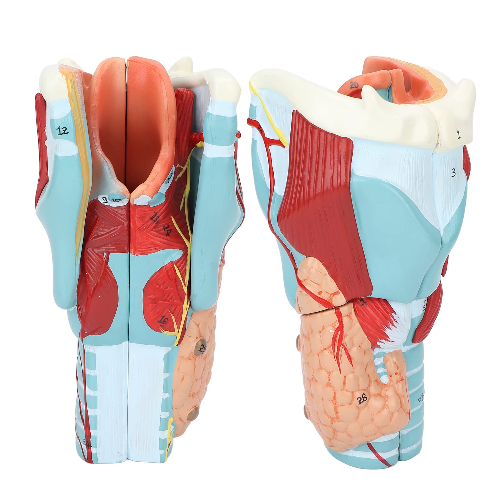Menschliche Kehlkopfanatomie Kehlkopfmodell, Kehlkopf Anatomie Modell mit 2X Vergrößertem Kehlkopf, Laryngopharyngeal Anatomisches Modell Studienmodell Wissenschaft Medicalstudents Lehrmittel