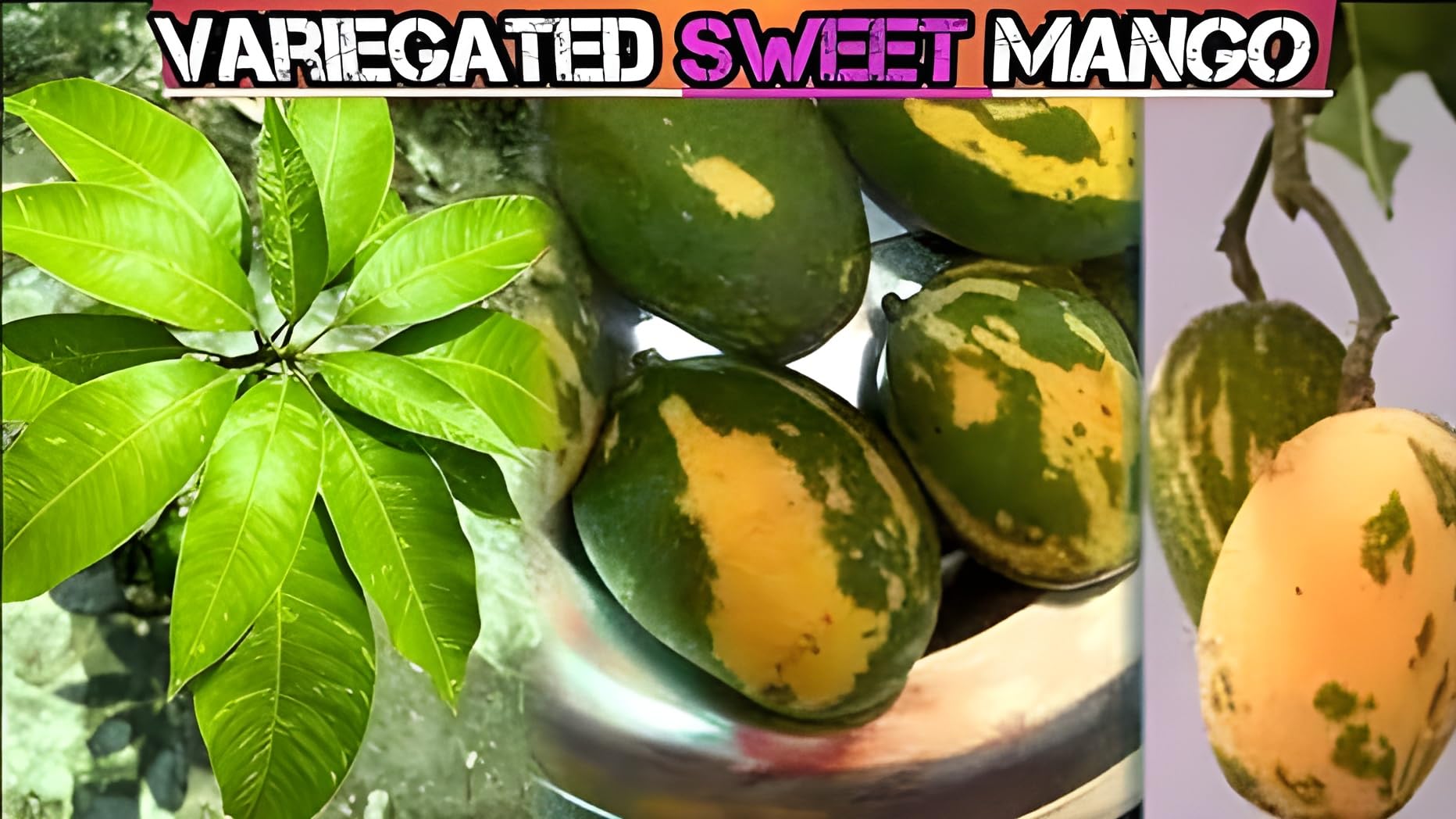 See full amazon price history chart for Chilta Khas Original Variegated Mango Grafted Live Plant Healthy Variety Live Plant & Tree height 1.5-2 Feet Pack of 1 (Fruit After 1 Year) Chilta Khas Original Variegated Mango Grafted Live Plant Healthy Variety Live Plant & Tree height 1.5-2 Feet Pack of 1 (Fruit After 1 Year) (B0CHZ1PFH8) Amazon Price History, Amazon Price Tracker