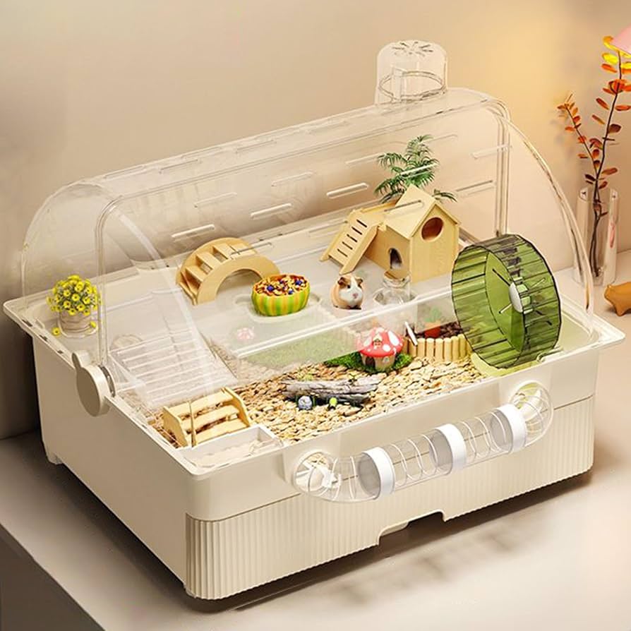 ゴールデンハムスター マッチョおもち🏋️‍♀️ #ハムスター #ゴールデンハムスター