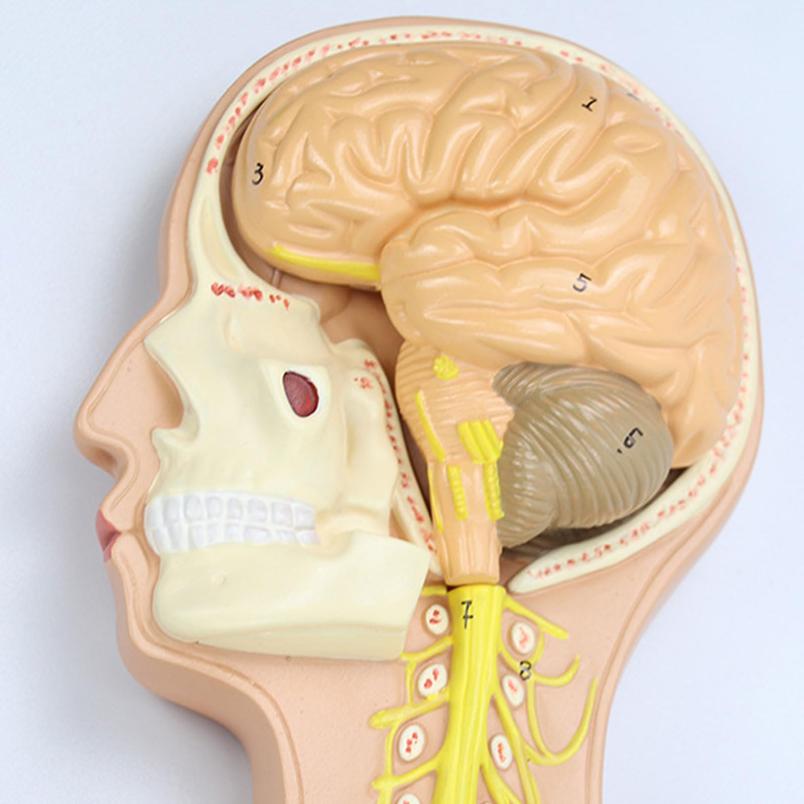 Modelo del Sistema Nervioso Humano, Anatomía Cerebral, Nervios Espinales, Modelos Anatómicos del Esqueleto, Herramienta De Enseñanza Médica, Equipo Educativo.