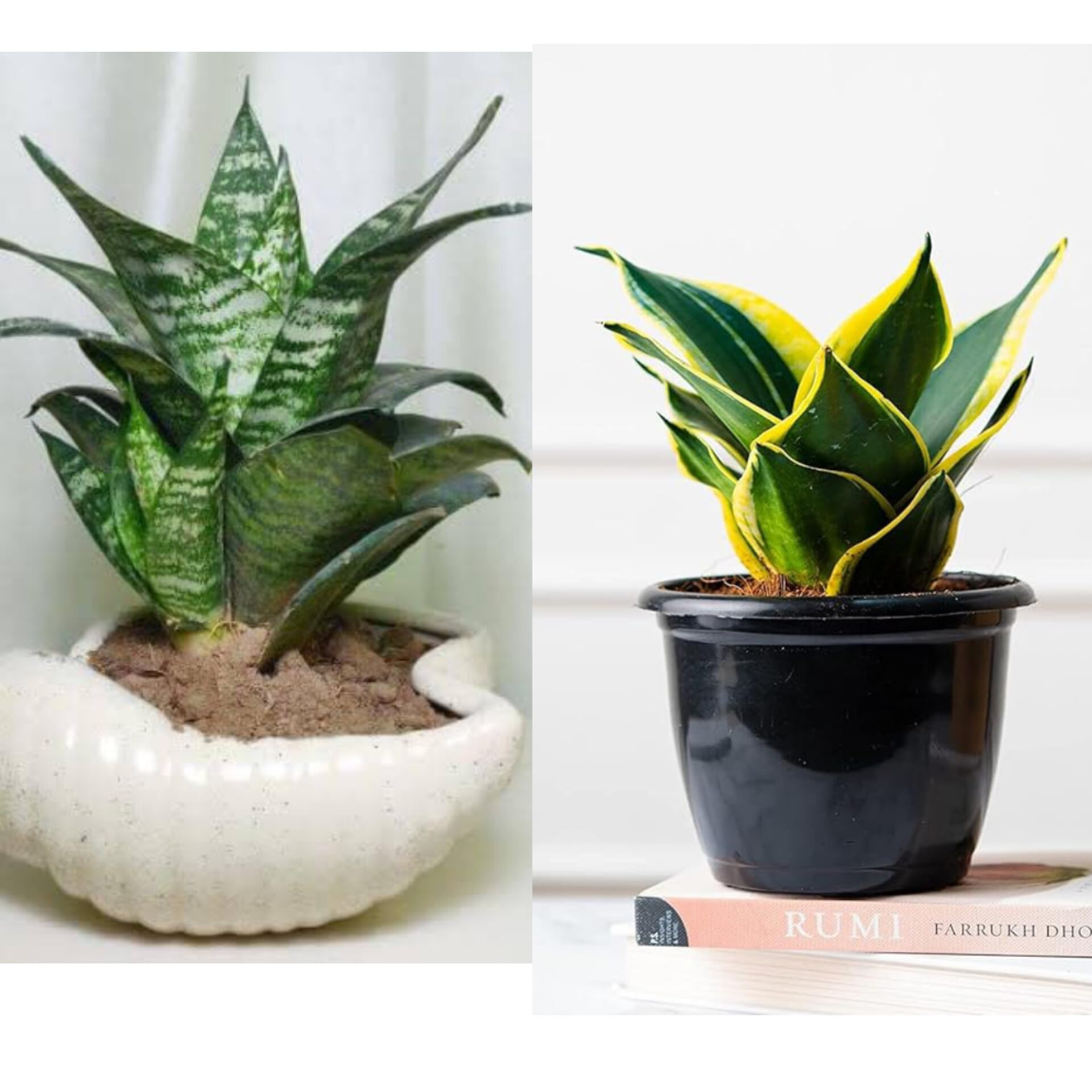Small snake plant indoor live plant,Indoor - Plant for Office, Bedroom,  Living Room, Dining Room,Home decor. Nursery (2 Live plant) : Amazon.in: ...