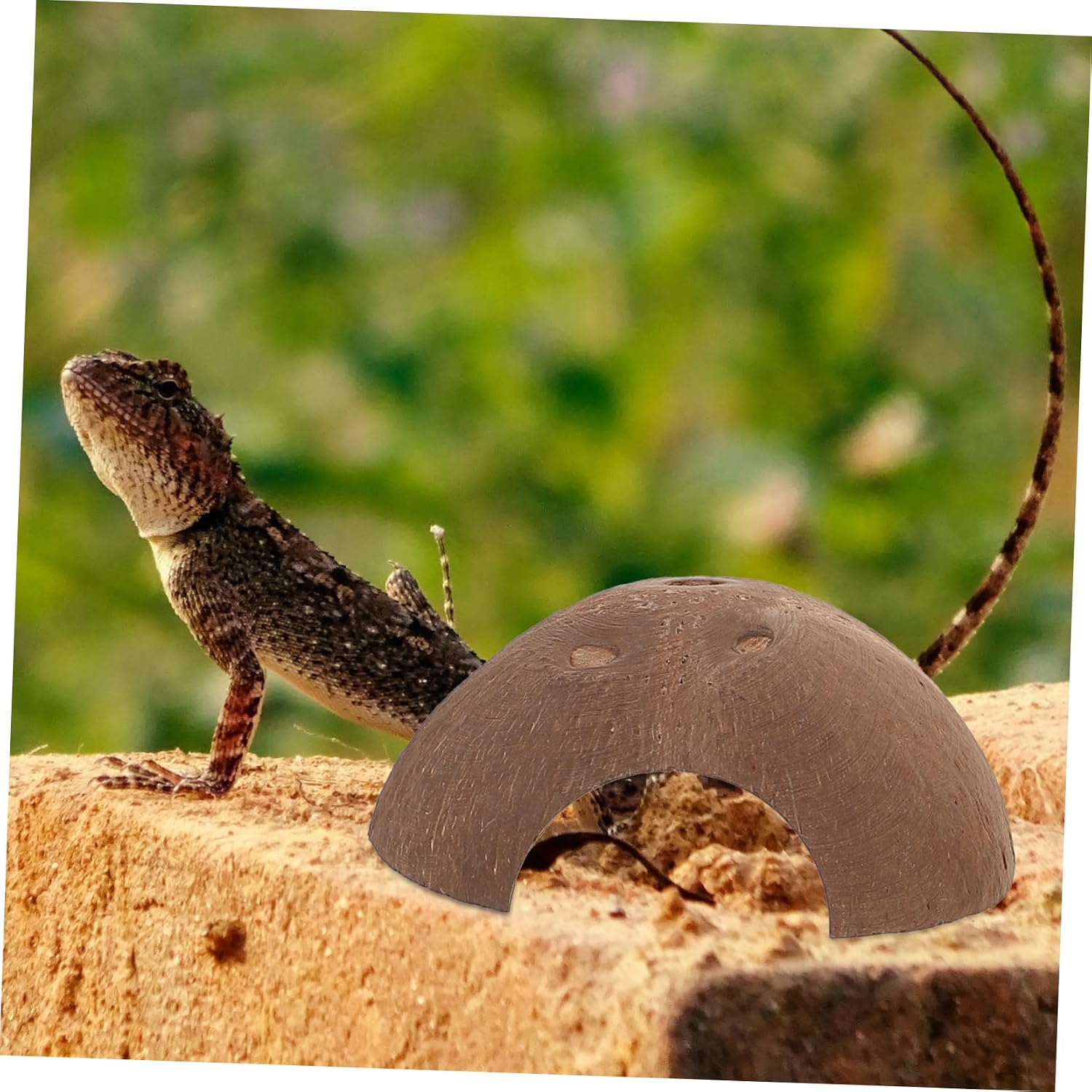 POPETPOP 3pcs Coconut Shell Reptile Hideouts Terrarium for Lizards Snakes and Amphibians Decorative Habitat Accessories for Naturalistic Environments