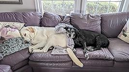 Review Image by D. Shaffer D. Shaffer