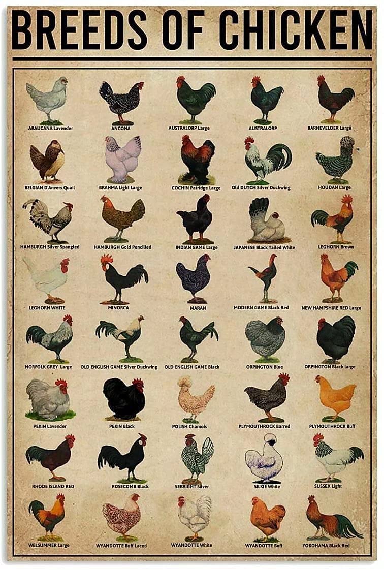 Tin Sign Breeds Of Chicken Nostalgic Tin Signs Funny Poster Art Wall Decor for Pub Bar Vintage Wall Stickers 12x16 Inch