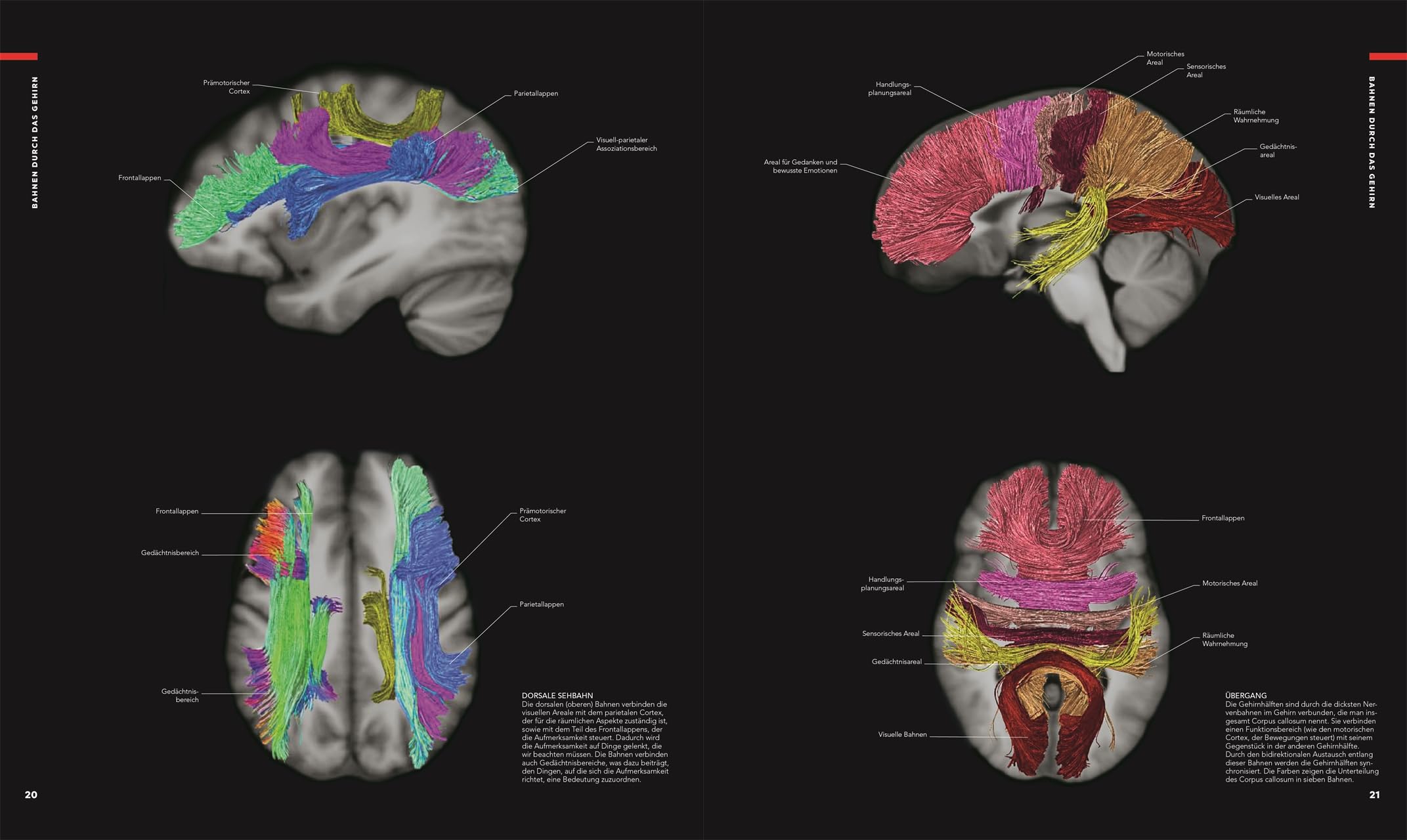 Das Gehirn: Anatomie, Sinneswahrnehmungen, Gedächtnis, Bewusstsein, Störungen. Aktualisierte Neuausgabe