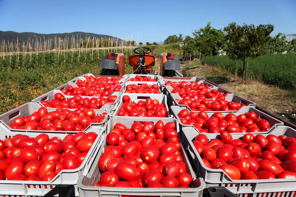 Azienda Agricola Prunotto Mariangela - n. 6 Bottiglie Succo Di Pomodoro ml 200 (6x200ml)