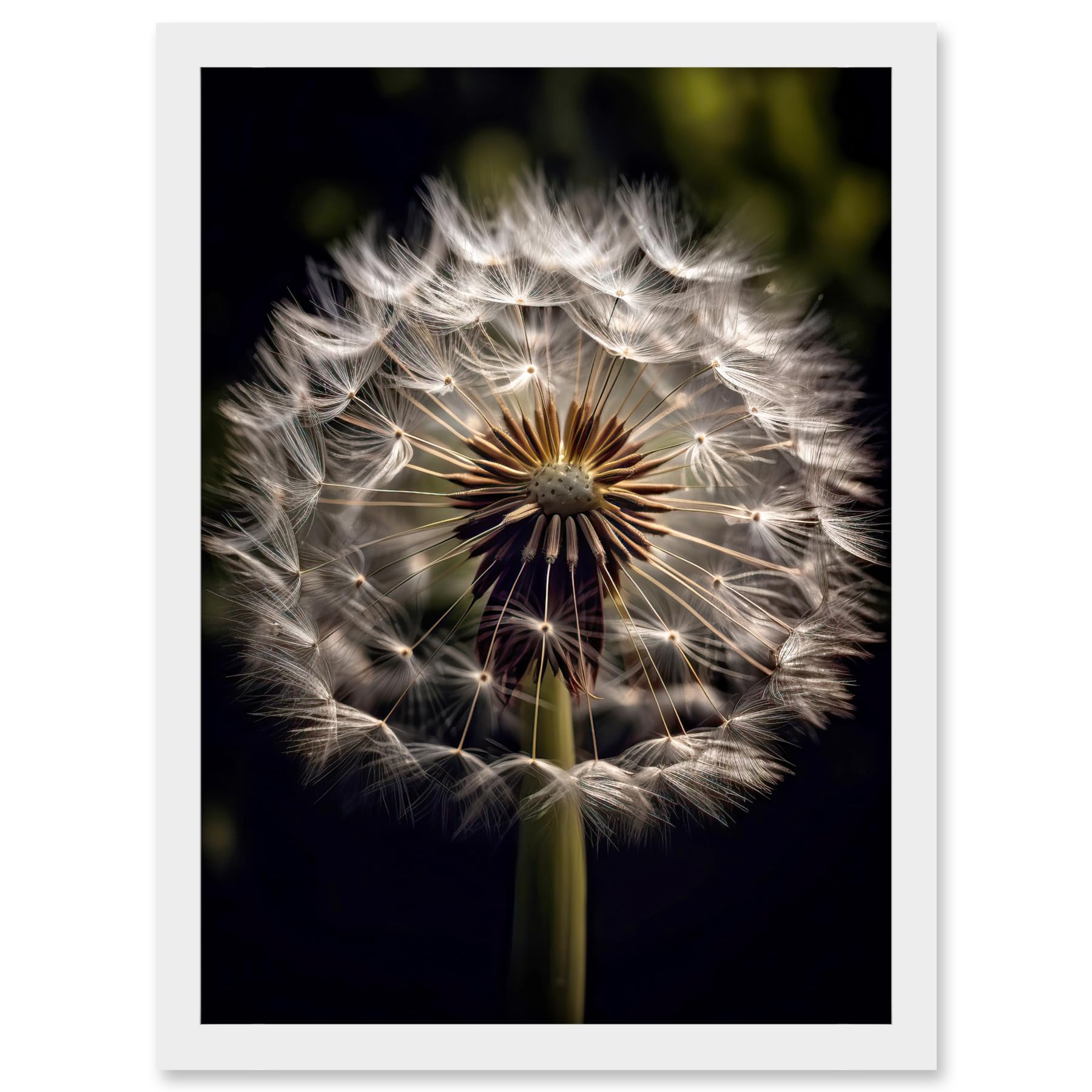 Artery8 Dandelion Flower Pappus Macro Photograph Dark Close Up Detail Artwork Framed A3 Wall Art Print