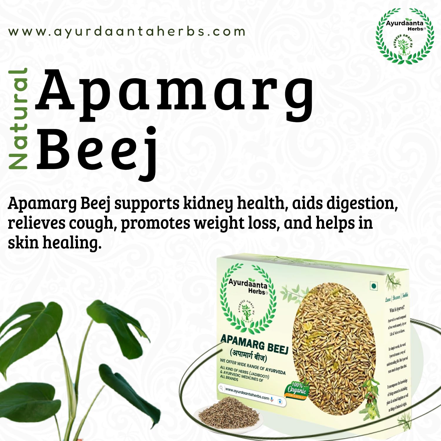 Ayurdaanta Herbs - Apamarg Beej/Apamarg Seeds(EADIBLE-GRADE-1)| Edible Apamarg Seeds| Latjira Beej| Chirchita| Latjeera | Uttareni Seeds | आपमार्ग बीज(खाने योग्य)| चिरचिटा बीज | लटजीरा बीज (200Gr) 4