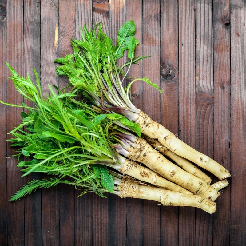 Miniatura 8 de Planta de raíz de corona de rábano picante, coronas de rábano picante para plantar, raíces del tamaño de plantación, sin HI