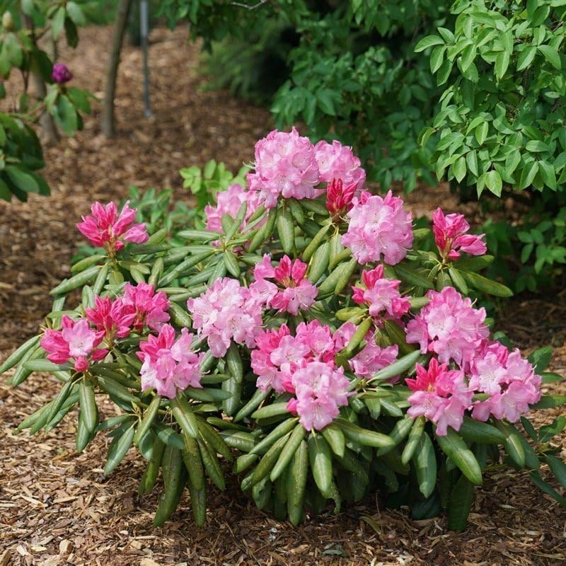 Miniatura 3 de Planta de azalea rosa viva, rododendro de 7 meses de edad, como rododendro de azalea, flores de árbol de rododendro, plantas vivas en maceta, pueden