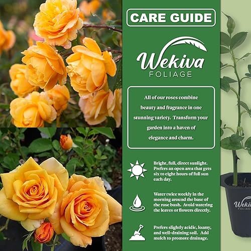 Miniatura 2 de Magic Lantern Rose Bush - 4 plantas de inicio vivas, versátil y hermosa rosa Grandiflora añade color y fragancia a cualquier jardín