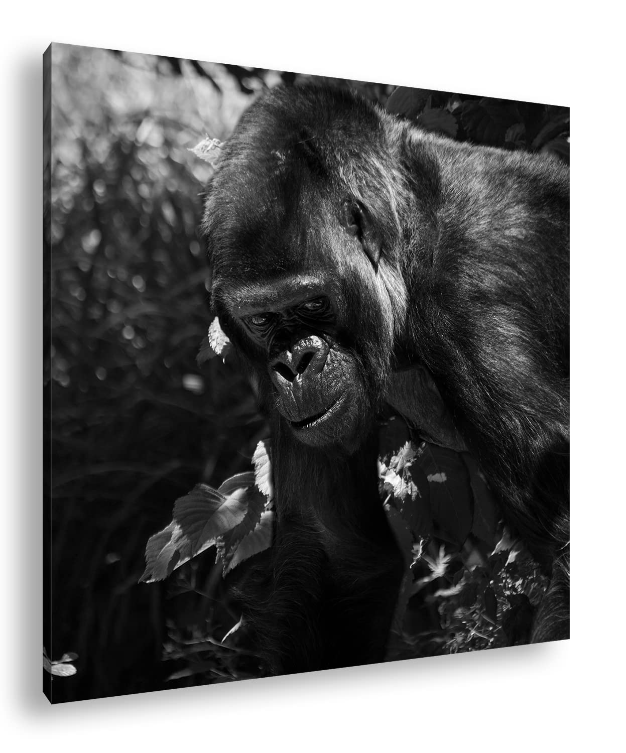 Grande formato Gorilla: 70 x 70 effetto: bianco e nero come tela su tela, motivo già incorniciato su cornice in vero legno, stampa digitale di alta qualità, senza poster o manifesto