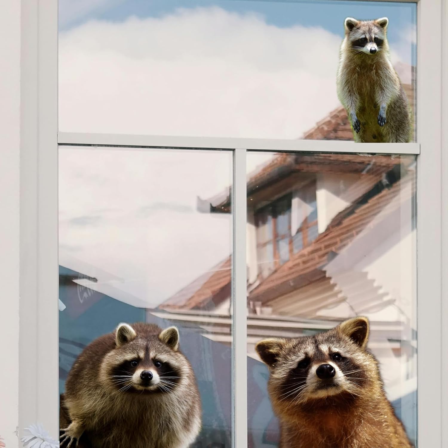 3Pcs Photo Realistic Cute Raccoons - Large Full Color Waterproof Vinyl Stickers for Indoor or Outdoor Windows, Cars, laptops, Walls, cabinets and More.